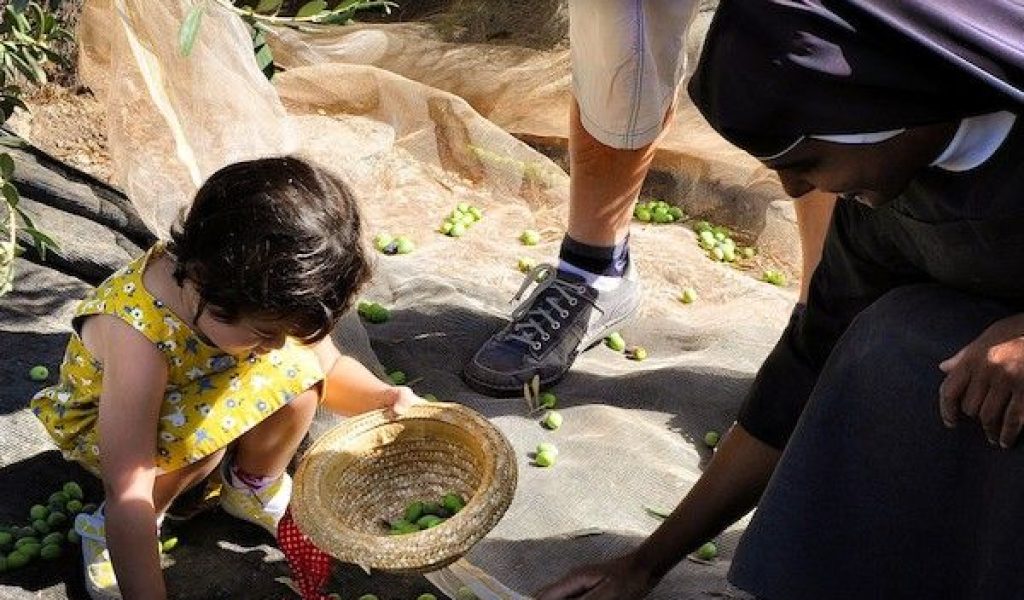 Decenas de voluntarios recogieron una copiosa cosecha de aceitunas del Monte de los Olivos