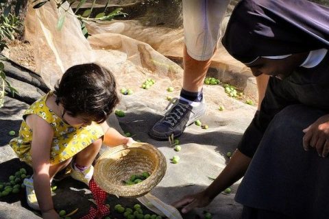 Decenas de voluntarios recogieron una copiosa cosecha de aceitunas del Monte de los Olivos