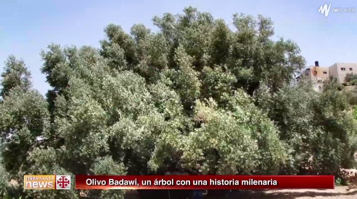 Camino de Belén se encuentra el olivo Badawi, con el tamaño de diez y una edad de miles de años