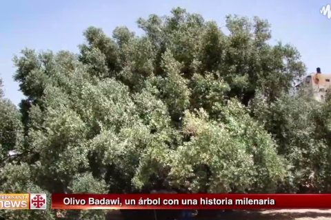 Camino de Belén se encuentra el olivo Badawi, con el tamaño de diez y una edad de miles de años