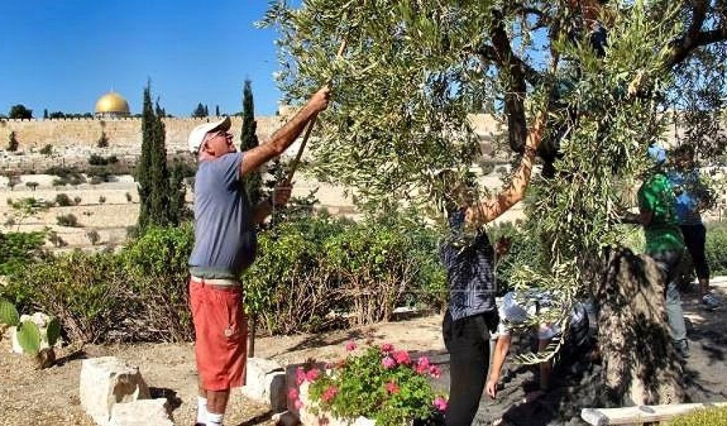 Franciscanos y peregrinos recogen la aceituna del Huerto de los Olivos: «Imaginad cómo era cuando Jesús estuvo aquí»