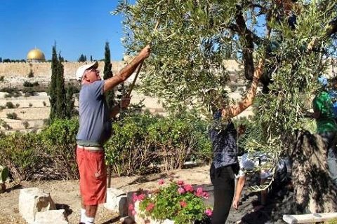 Franciscanos y peregrinos recogen la aceituna del Huerto de los Olivos: «Imaginad cómo era cuando Jesús estuvo aquí»